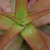 Aloe spicata PR